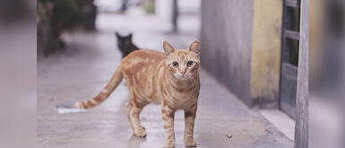 Adoptamiu: Programas para ayudar a los gatos rescatados a mejorar la calidad de vida adopción responsable ¿Quieres apadrinar a un gatito rescatado? Aquí te enseñamos