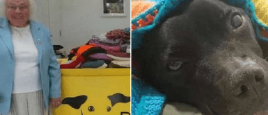 Anciana de 89 años tejió 450 mantas y suéteres para proteger del frío a los perros callejeros Anciana de 89 años tejió 450 mantas y suéteres para proteger del frío a los perros callejeros