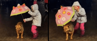 Niña encontró un perro callejero deambulando bajo la lluvia y lo cubrió con su paraguas Niña encontró un perro callejero deambulando bajo la lluvia y lo cubrió con su paraguas