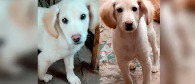 Chorrillos: Mujer busca hogar para cachorro rescatado de casa donde era víctima de maltrato animal Vecina rescata a cachorro maltratado por su dueña y ahora le busca nuevo hogar