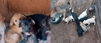 Albergue Can Martín necesita ayuda con comida para cachorros rescatados en Ventanilla y Callao Albergue de Cieneguilla necesita alimentos con urgencia para decenas de cachorros rescatados