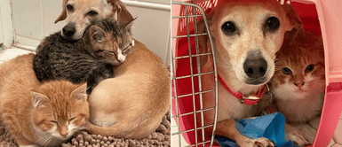 La historia de La historia de "Kona", la cachorra que cría gatos abandonados hasta que sean adoptados