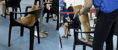 Gato asistió a un hospital e hizo fila para recibir su primera vacuna contra la COVID-19 Gato asistió a un hospital e hizo fila para recibir su primera vacuna contra la COVID-19