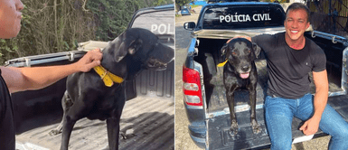 Denuncian que cachorro era obligado a donar sangre por veterinarios: Denuncian que cachorro era obligado a donar sangre por veterinarios: "Está siendo tratado "