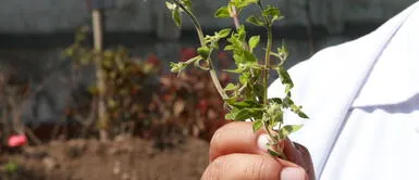 Beneficios y propiedades medicinales de la muña ¿Cuáles son los beneficios de consumir muña para nuestra salud?