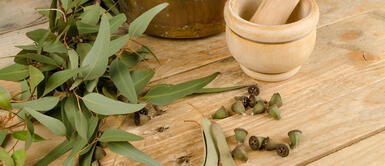 Beneficios y propiedades medicinales del eucalipto para la salud Eucalipto: Conoce cuáles son las propiedades medicinales para las vías respiratorias