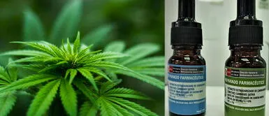 Congreso aprueba norma para garantizar acceso al uso medicinal del cannabis. Congreso aprueba norma para garantizar el acceso al uso medicinal del cannabis