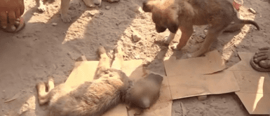 Cachorro sin hogar Cachorro sin hogar "llora" suplicando ayuda para su hermano atropellado por un auto