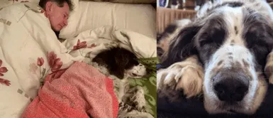 Familia duerme junto a su cachorro que sufrió derrame cerebral para cuidarlo por las noches Familia duerme junto a su cachorro que sufrió derrame cerebral para cuidarlo por las noches
