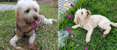 SMP: Familia ofrece una guitarra eléctrica para encontrar a su cachorra extraviada durante temblor SMP: Familia ofrece una guitarra eléctrica para encontrar a su cachorra extraviada durante temblor