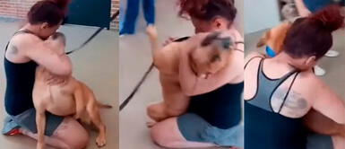 YouTube viral: Mujer busca nueva mascota y encontró a su perro perdido en Estados Unidos Joven buscaba adoptar una nueva mascota y encontró al perro que perdió hace dos años
