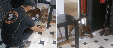 Ate: Dueño de restaurante entrega comida todas las noches para los perros callejeros Ate: Dueño de restaurante entrega comida todas las noches para los perros callejeros