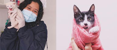 La importancia de los veterinarios para las mascotas ¿Por qué es importante que tu gatito acuda al veterinario?