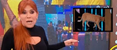 Magaly Medina fue interrumpida en vivo por una gatita callejera que apareció en el set Magaly Medina fue interrumpida en vivo por una gatita callejera que apareció en el set