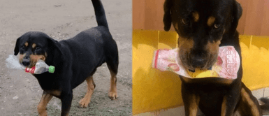 Cachorro Cachorro "regala" basura como agradecimiento a sus rescatistas tras sobrevivir a la muerte