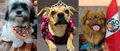 Día Mundial del Perro: Beneficios de tener una mascota en casa Día Mundial del Perro: Lo que tienes que saber antes de adoptar uno