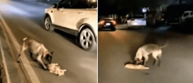 Cachorro interrumpió transmisión en vivo para suplicar ayuda para un gatito atropellado Cachorro interrumpió transmisión en vivo para suplicar ayuda para un gatito atropellado