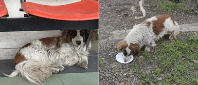 Cachorra esperó afuera de hospital sin enterarse de que su dueño falleció por COVID-19 Cachorra esperó afuera de hospital sin enterarse de que su dueño falleció por COVID-19