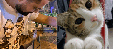 Gatita sin hogar siguió a dos jóvenes que visitaban un café hasta lograr ser adoptada Gatita sin hogar siguió a dos jóvenes que visitaban un café hasta lograr ser adoptada