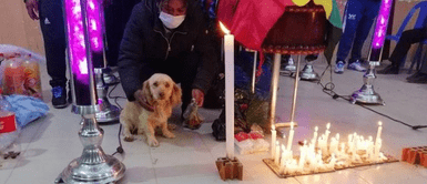 Perrito salió corriendo del coche accidentado de su dueño para Perrito salió corriendo del coche accidentado de su dueño para "suplicar" ayuda