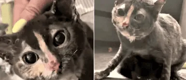 Mamá gatuna terminó con quemaduras graves tras ingresar a incendio y rescatar a sus crías Mamá gatuna terminó con quemaduras graves tras ingresar a incendio y rescatar a sus crías