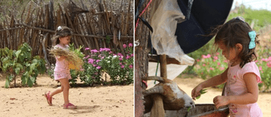 Captan a niña de 4 años alimentando con sus propias mano a una cabra discapacitada Captan a niña de 4 años alimentando con sus propias mano a una cabra discapacitada