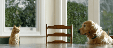 11 recomendaciones que debes seguir si tienes una nueva mascota en el hogar 11 recomendaciones que debes seguir si tienes una nueva mascota en el hogar