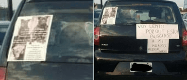 Desesperado conductor explica por qué maneja despacio: Desesperado conductor explica por qué maneja despacio: "Voy lento porque busco a mi perro"