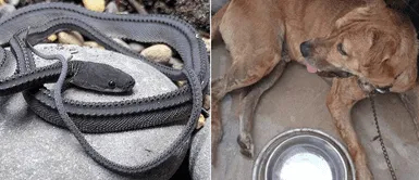 Cachorro enfrentó a serpiente y estuvo cerca de morir tras defender a niña de 11 años Cachorro enfrentó a serpiente y estuvo cerca de morir tras defender a niña de 11 años