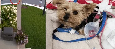 Cachorro terminó hospitalizado tras proteger a su pequeña dueña del ataque de un coyote Cachorro terminó hospitalizado tras proteger a su pequeña dueña del ataque de un coyote