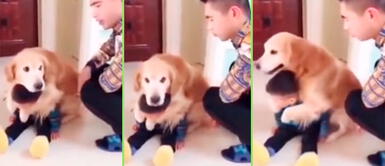 TikTok viral: Perro Golden retriever defiende a niño que estaba recibiendo golpes de su padre video Perro protege con su vida a niño que fue golpeado por su padre