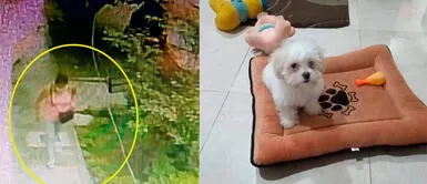 Trujillo: Cámaras de seguridad captan a mujer robando a perro Shih Tzu en cuestión de minutos fotos Trujillo: Cámaras de seguridad captan a mujer robando a cachorro en cuestión de minutos