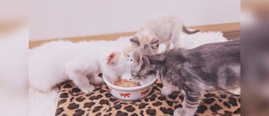 Por qué es importante el agua en la alimentación de los gatos según Adoptamiu Conoce la importancia de la hidratación en gatos