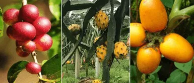 Los frutos amazónicos que refuerzan el sistema inmunológico y Los frutos amazónicos que refuerzan el sistema inmunológico y "enfrentan" al COVID-19