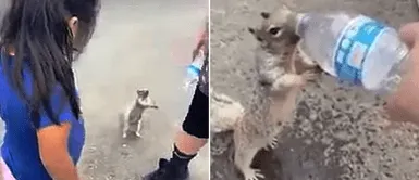 Captan a ardilla sedienta Captan a ardilla sedienta "suplicando" ayuda a una niña que tenía una botella de agua