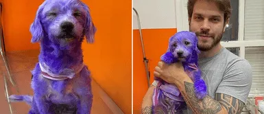 Denuncian que cachorra fue teñida con tinte violeta y luego abandonada en un poste Denuncian que cachorra fue teñida con tinte violeta y luego abandonada en un poste