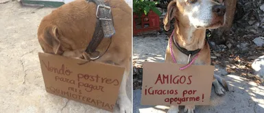 Cachorro diagnosticado con tumor maligno vende postres para costear su tratamiento Cachorro diagnosticado con tumor maligno vende postres para costear su tratamiento