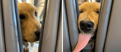 Hombre que viajaba en avión fue sorprendido por un cachorro en pleno vuelo Hombre que viajaba en avión fue sorprendido por un cachorro en pleno vuelo