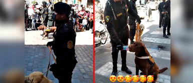 TikTok viral: Perros policías cautiva en redes sociales al desfilar por Fiestas Patrias Bicentenario del Perú Policía Canina se lució en desfile por Fiestas Patrias | VIDEO