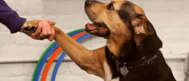 Sabías que: ¿Si tu perro te coloca la pata es porque intenta decirte cuánto te ama? Sabías que: ¿Si tu perro te coloca la pata es porque intenta decirte cuánto te ama?