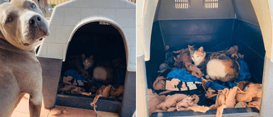 Pitbull encontró una gata embarazada, le prestó su casa y se convirtió en tío de 6 felinos Pitbull encontró una gata embarazada, le prestó su casa y se convirtió en tío de 6 felinos