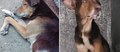 Cachorro de dueña fallecida por COVID-19 fue abandonado con una extraña enfermedad Cachorro de dueña fallecida por COVID-19 fue abandonado con una extraña enfermedad