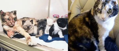 Mamá gatuna terminó con quemaduras graves tras rescatar a sus bebés de incendio Mamá gatuna terminó con quemaduras graves tras rescatar a sus bebés de incendio