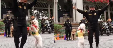 Policía Canina: Machín cautiva a miles de usuarios al bailar huaylas por Fiestas Patrias Bicentenario Machín, el perro policía que enamora en redes al bailar huaylas