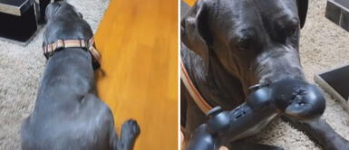 Miles de usuarios en las redes sociales quedaron impresionados con la travesura de esta perrita. Foto: captura de TikTok Travesuras perrunas: Joven descubre a su perrita destrozando el mando de su PlayStation