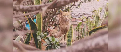 Qué hacer si me encuentro un gato en la calle, según Adoptamiu ¡Me encontré un gato en la calle! ¿Qué hago?