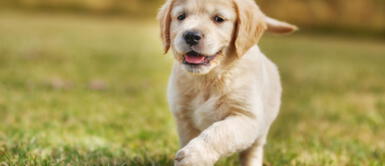 perros ¡No les puedes mentir! Según estudio los perros detectan cuando los humanos los engañan