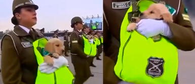 TikTok viral: Cachorros policías de Chile enternecen en redes sociales video Chile: Cachorros carabineros desfilan y enamoran a miles en TikTok