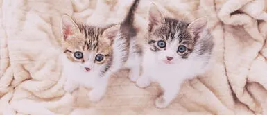 Día Internacional del Gato: Conoce la nueva enfermedad que podría aquejar a tu animal leucemia felina 8 de agosto Día del Gato: ¿Cómo prevenir la leucemia felina?