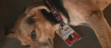 Conoce la conmovedora historia de Pandora, una perrita que vivió en las calles de Brasil y ahora es vigilante nocturna del servicentro de Castelo. Brasil: Conoce la conmovedora historia de la perrita que fue adoptada por un servicentro